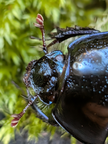 Woodland Dor Beetle