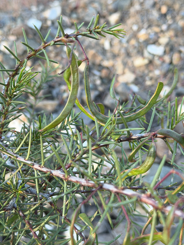 Acacia genistifolia, 2026-10-19