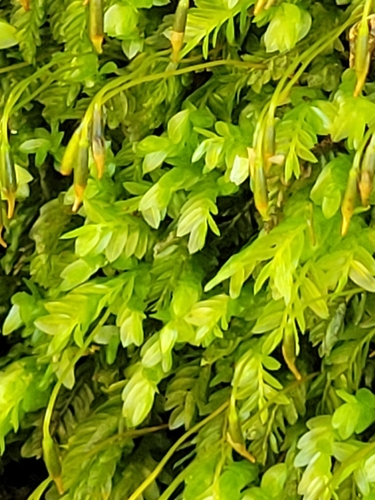Rhizogonium distichum observed 2026-10-18