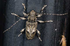 Aegomorphus modestus