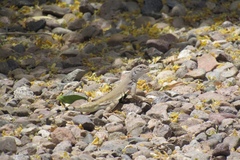 Callisaurus draconoides ventralis