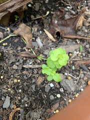 Lysimachia nummularia