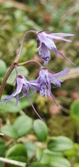 Soldanella