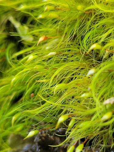 Dicranoloma menziesii observed 2026-10-18