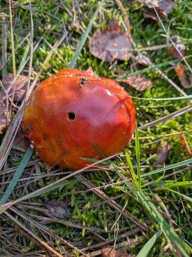 Fly Agaric