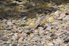 Callisaurus draconoides ventralis