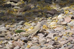 Callisaurus draconoides ventralis