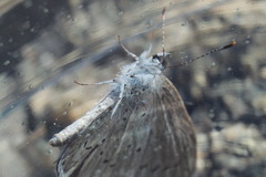 Celastrina echo cinerea