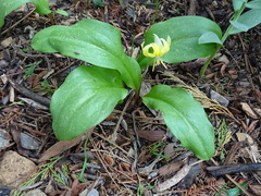 Erythronium tuolumnense