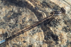Argia munda