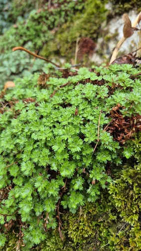 mossy saxifrage