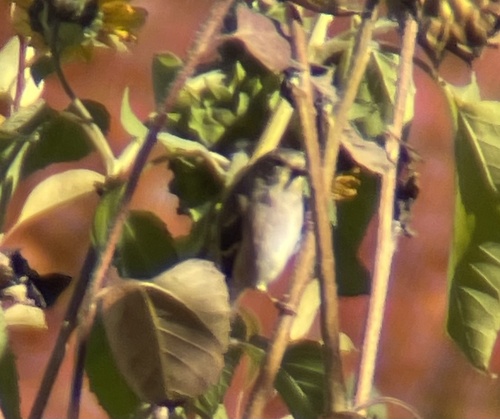 American Goldfinch