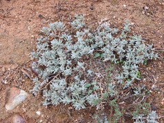 Teucrium gnaphalodes