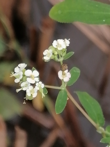 Euphorbia hypericifolia observed 2026-10-18