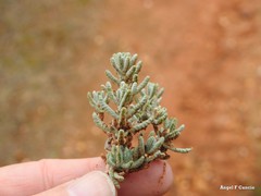 Teucrium gnaphalodes