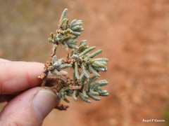 Teucrium gnaphalodes