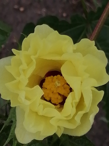 Gossypium barbadense observed 2026-10-18