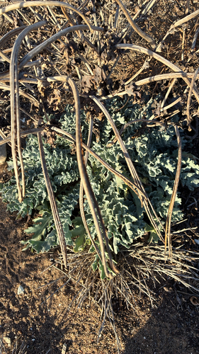 Yellow Horned Poppy