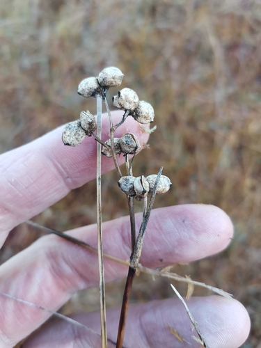 Papillaria observed 2026-10-18