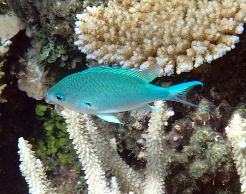 Chromis atripectoralis observed 2026-10-17