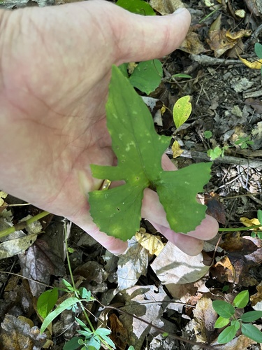 Viola palmata, 2026-10-18
