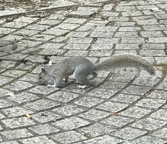 Sciurus carolinensis
