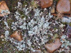 Teucrium gnaphalodes