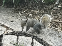 Sciurus carolinensis