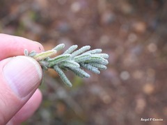 Teucrium gnaphalodes