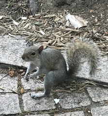 Sciurus carolinensis
