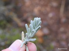 Teucrium gnaphalodes