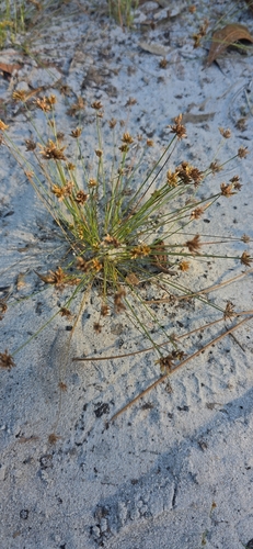 Bulbostylis barbata observed 2026-10-18