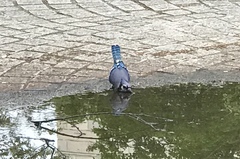 Cyanocitta cristata