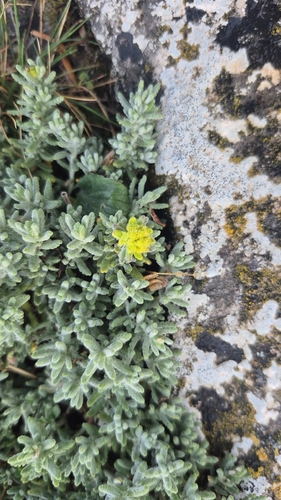 Gold germander