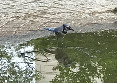 Cyanocitta cristata