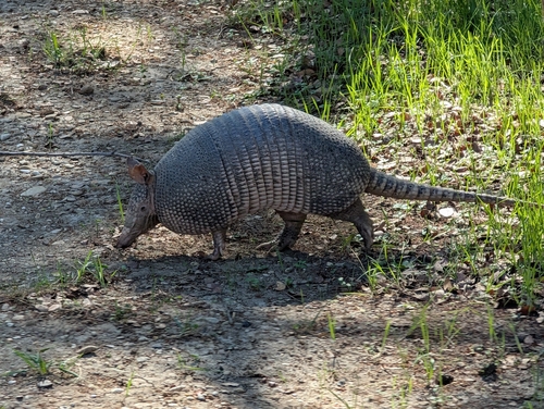 Featured image for “Mexican Long-nosed Armadillo”