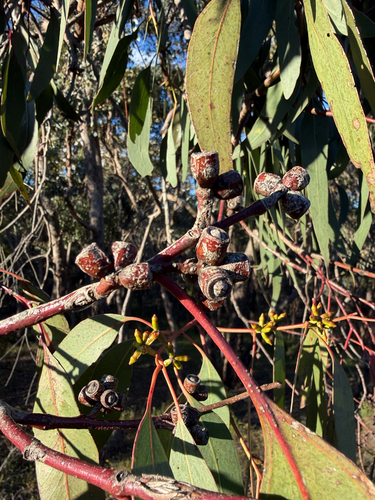 Eucalyptus nortonii, 2026-10-19