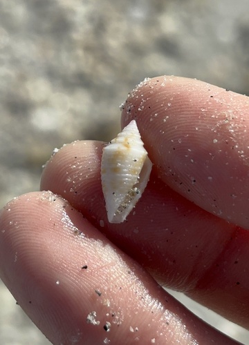Conasprella jaspidea observed 2026-10-18