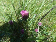 Trifolium pratense