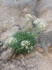 Silene andryalifolia