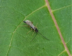 Ichneumonidae