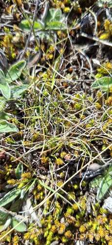 Rytidosperma exiguum, 2026-10-19