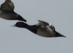 Aythya affinis × collaris