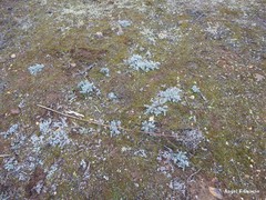 Teucrium gnaphalodes