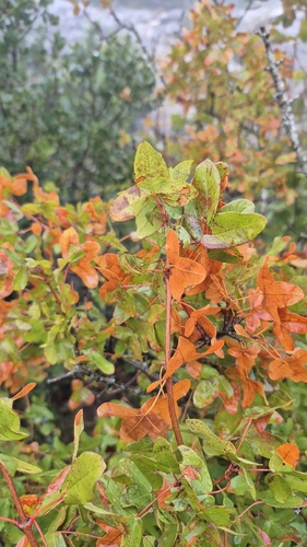 Montpellier Maple
