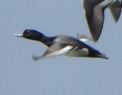 Aythya affinis × collaris