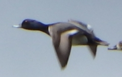 Aythya affinis × collaris
