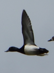 Aythya affinis × collaris