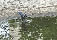 Cyanocitta cristata