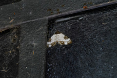 Melanthia procellata